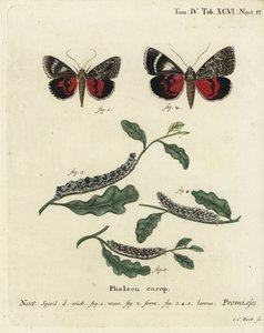 Hellrote Unterflügelmotte, Catocala promissa. Handkolorierter Kupferstich von Johann Carl Bock nach Eugenius Johann Christoph Espers Die Schmetterlinge in Abbildungen nach der Natur, Erlangen von Johann Carl Bock