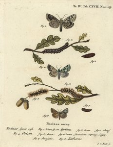 Merveille du jour, Dichonia aprilina 1-4, Seltene Merveille du jour, Moma alpium 5-7, und Marmorierte Grüne, Cryphia muralis 8. Handkolorierter Kupferstich von Johann Carl Bock nach Eugenius Johann Christoph Espers Die Schmetterlinge in Abbildungen nach von Johann Carl Bock