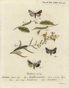 Rothaarige Kastanie, Conistra erythrocephala 1-4, Leinkraut-Brokat, Calophasia lunula 5 und Graue Schulterknoten, Lithophane ornitopus 6. Handkolorierter Kupferstich von Johann Carl Bock nach Eugenius Johann Christoph Espers Die Schmetterlinge in Abb von Johann Carl Bock