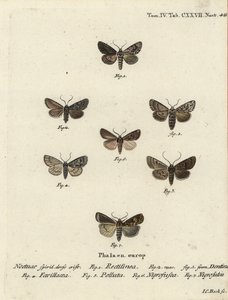 Sächsische Motte, Hyppa rectilinea 1, Schermotte, Hada plebeja 2,3, Sumpfdolch, Acronicta strigosa 4, Braunfleck-Pinion, Agrochola litura 5, Weißlinien-Dart, Euxoa nigrofusca 6, Opigena polygona 7. Handkolorierter Kupferstich von Johann Carl Bock