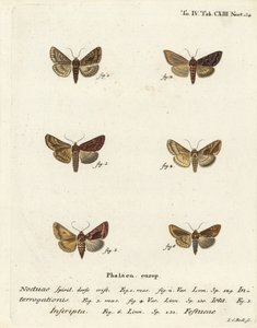 Seltene Silber-Y, Syngrapha Interrogationis, Einfache Gold-Y, Autographa Jota, Goldfleck, Plusia Festucae
