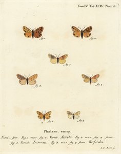Setina Aurita Motte, Tau-Motte, Setina Irrorella und Setina Roscida Motte von Johann Carl Bock