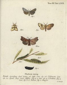 Gefleckter Fußmann, Staurophora celsia und Heroldsmotte. von Johann Carl Bock