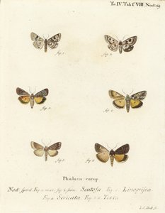Gefleckte Klee, Schinia Scutosa, Epilecta Linogrisea, Guernsey Unterflügel, Polyphaenis Sericata und Stroh-Unterflügel, Thalpophila Matura