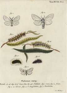 Weiße Satin- und Weiße Prominent-Motten