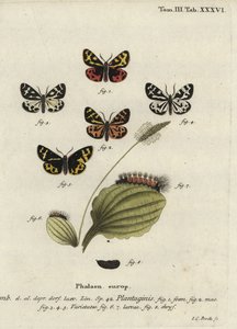 Holztigermotte, Parasemia plantaginis