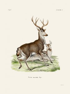 Maultierhirsch
