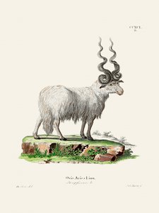 Ovis Aries