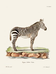Zebra aus Die Säugthiere