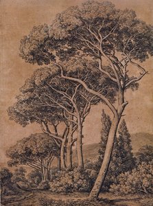 J C Reinhart Schirmpinien 1791 von Johann Christian Reinhart