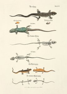 Eidechsen und ihre Skelette