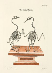 Skelett des Tauchers von Johann Daniel Meyer