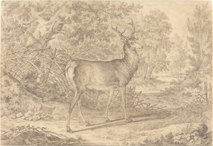 Ein prächtiger junger Hirsch vor einem Flechtzaun