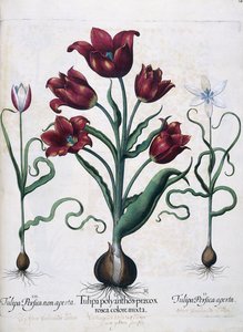 Tulpen, 1613
