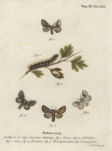 Blasser Eichenspinner, Trichiura crataegi