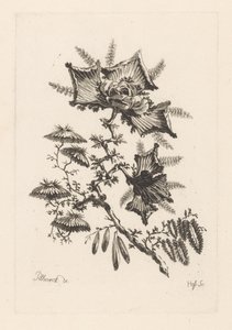 Blumen in Drachenform von Johann Heinrich  Hess