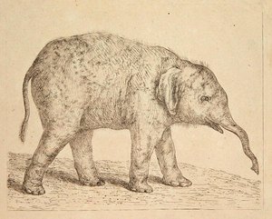 Elefant
