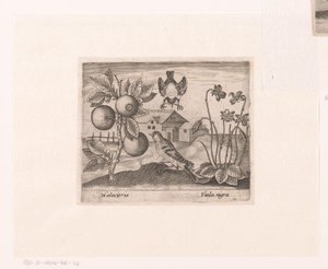 Serie von Drucken mit Blumen und Tieren in einer Landschaft von Johann Hogenberg