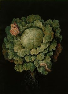 Wirsing / Kohlkopf, Falter / J. u. B.Dietzsch