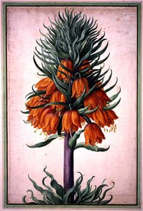 Fritillaria imperialis (Kaiserkrone), Tafel 25 aus dem Nassau Florilegium