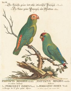 Papagei (Le Perroquet Indien. Psittacus Minimus) von Johann Michael Seligmann after George Edwards