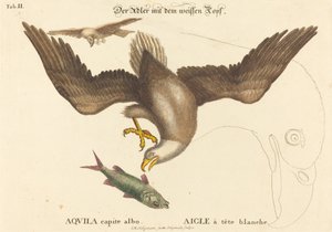Der Weißkopfseeadler (Falco leucocephalus)