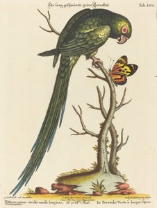 Psittacus minor viridis cauda longiore Occidentalis von Johann Sebastian Leitner after George Edwards