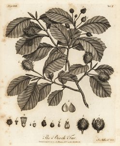 Rotbuche oder Gemeine Buche, Fagus sylvatica von Johann Sebastien Muller