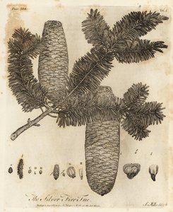 Europäische Weißtanne, Abies alba