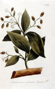 Zimt - im Herbarium von J. W. Weinmann von Johann Wilhelm Weinman