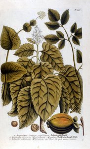 Smyrnium Cretium perfoliatum - Maceron de Crete oder Maceron perfolia. Tafel aus dem Herbarium von J. W. Weinmann. von Johann Wilhelm Weinman