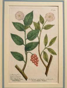 Balsami occidentalis arbuscula, kolorierte Gravur von Johann Wilhelm Weinmann