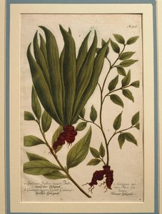 Großer Galgant (Alpinia galanga), Galanga Indica major und Galanga major, kolorierte Gravur von Johann Wilhelm Weinmann