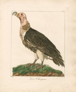 Der Ohrengeier