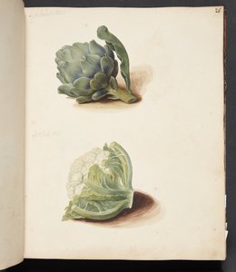 Studie einer Artischocke und eines Blumenkohlkopfes von Johanna Fosie