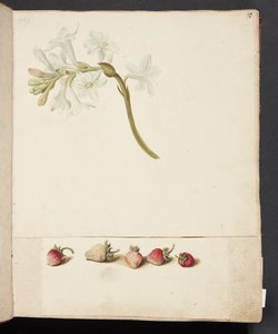 Studie einer Blume und Erdbeere