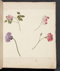 Studie von Blumen von Johanna Fosie