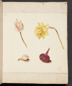 Studie von Blumen und Zwiebeln