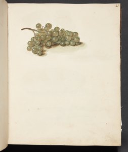 Studie von Trauben