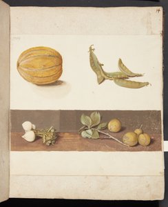 Studie von Obst und Gemüse