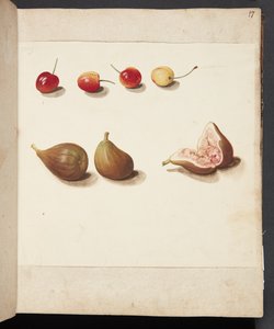 Studie von Kirschen und Feigen