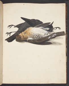 Studie von zwei toten Amseln, Männchen und Weibchen, liegend