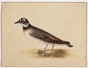 Vogel von Johannes Bronckhorst