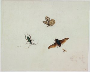 Vier Insekten, Ende des 17. Jahrhunderts