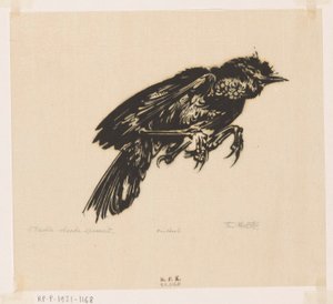 Toter Spatz