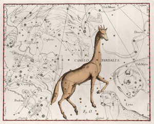 Die Konstellation der Giraffe, Tafel aus „Firmamentum Sobiescanum sive Uranographia“ von Johannes Hevelius
