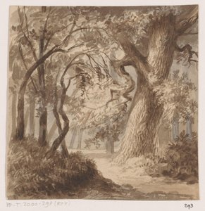 Waldlandschaft