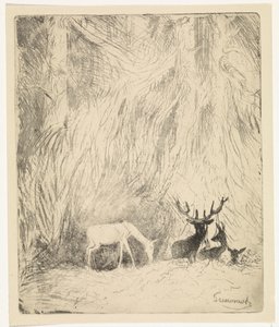 Hirsche in einem böhmischen Wald