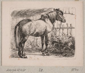 Ein Pferd mit Halfter