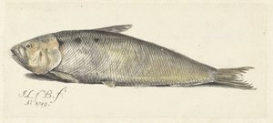 Fint von Johannes le Francq van Berkhey